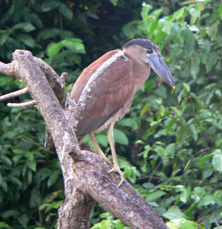 LaTovaraArnow09