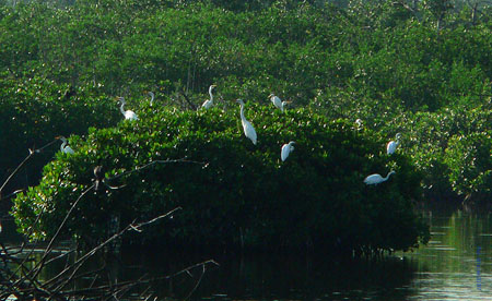 NayaritBirdsArnow