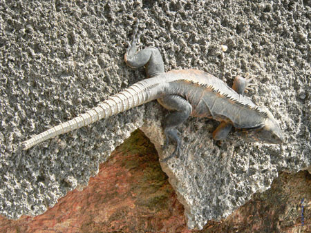 iguanaArnow