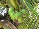 CoconutsArnow
