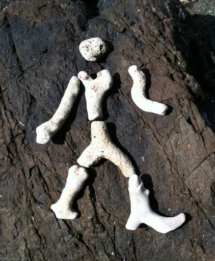 Coral Man