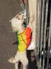 gaypride04 054