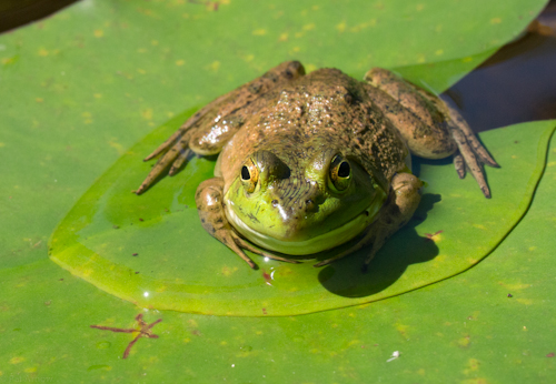 Frog on a lily pad, Monterey, Mass. Photo by Pat Arnow