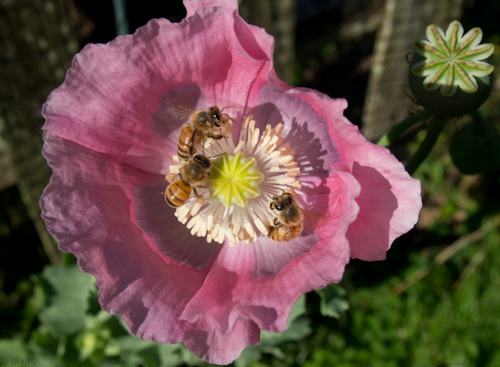 Honeybees feast on a pink poppy in the Banners' garden, Massachusetts. (Pat Arnow photo)