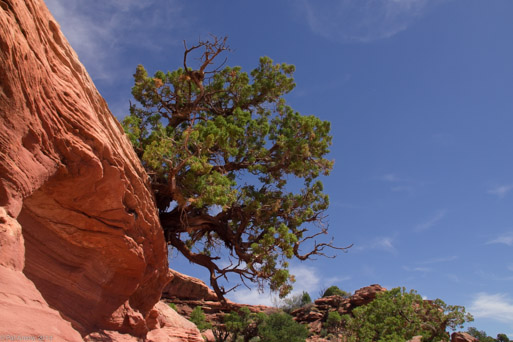 Ancient tree
