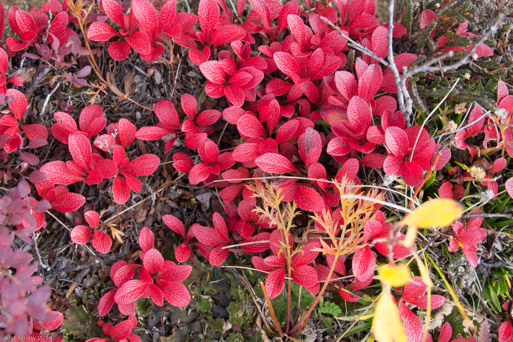Tundra, color not enhanced