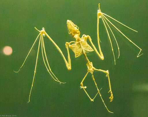 Bat skeleton