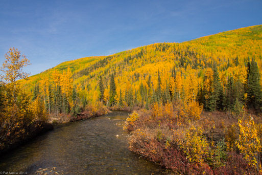 Aspens turning gold