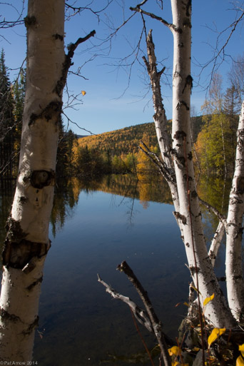 Beaver pond and birches, Chena