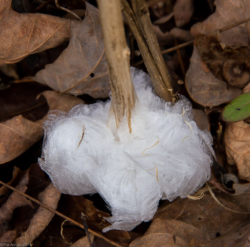 Frost Flower