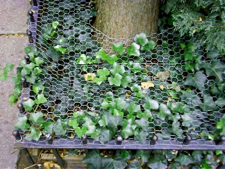 Incarcerated ivy on Grand Street,