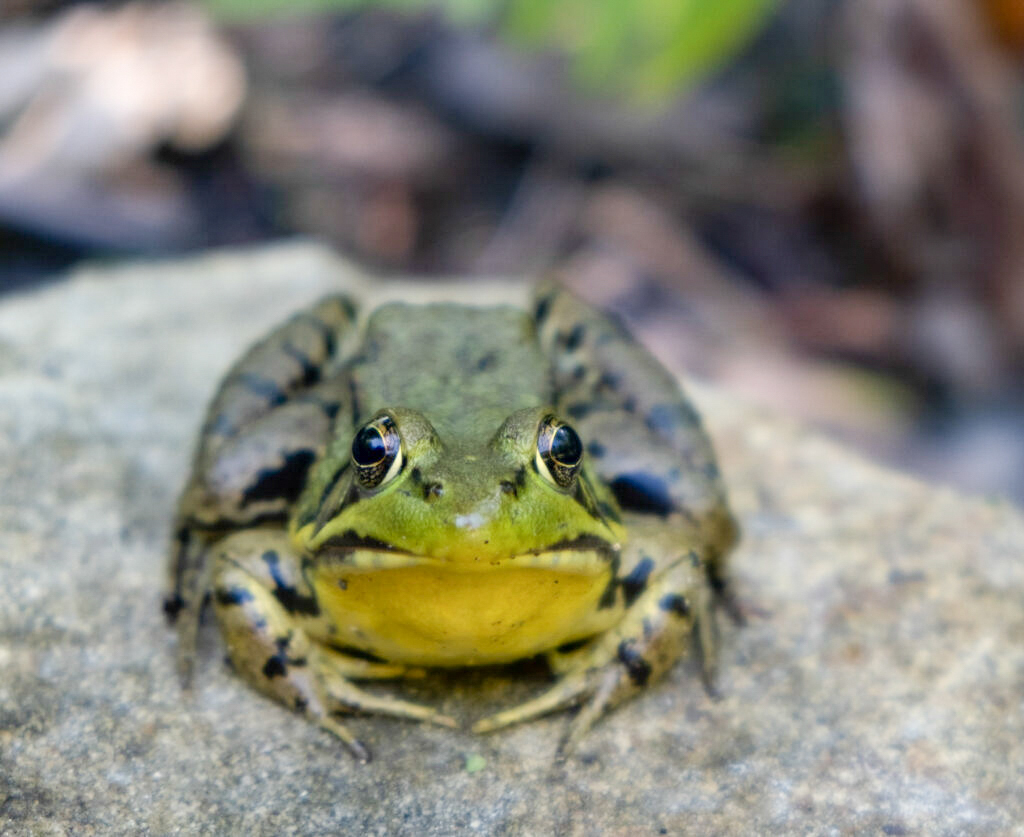 Frog in the Berkshires. Kiss me.