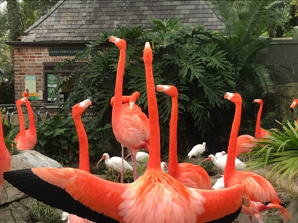 Pink Flamingoes in the New Orleans Audobon Zoo. 