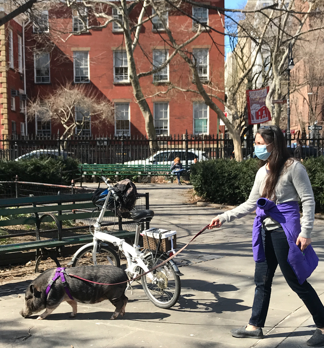 A woman walks a pet pig on its leash.