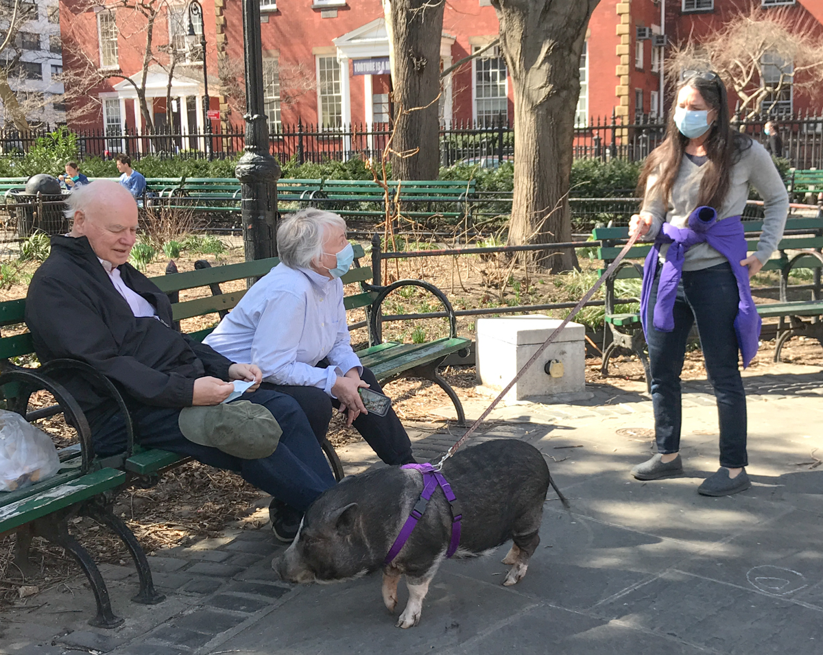 A woman walks her pig in Stuyvesant Park in Manhattan past intrigued people on a park bench.