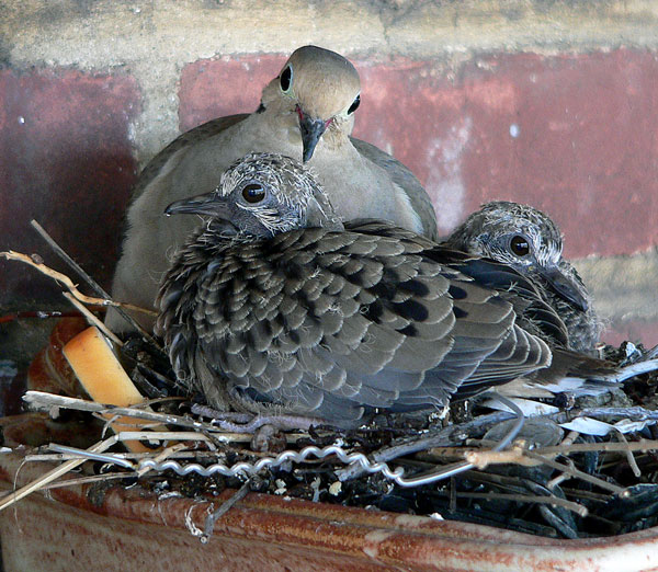 Dove in nest with two large squabs 