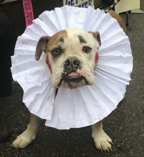 Bulldog with an Elizabethan ruff, dressed for Halloween