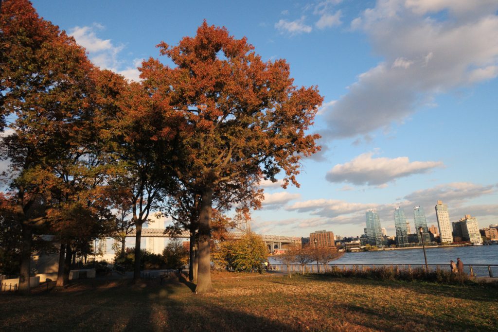 Oak trees in East River Park before it was demolished in 2021. 